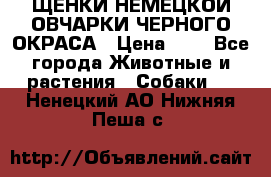 ЩЕНКИ НЕМЕЦКОЙ ОВЧАРКИ ЧЕРНОГО ОКРАСА › Цена ­ 1 - Все города Животные и растения » Собаки   . Ненецкий АО,Нижняя Пеша с.